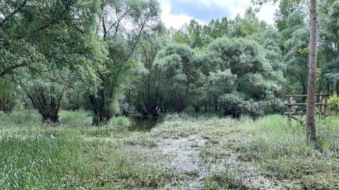 Schlutenvertiefung in den Plittersdorfer Rheinauen