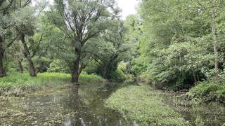 Schlutenrinne in den Rheinauen bei Plittersdorf