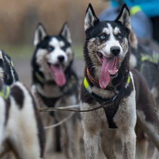 Mehrere Huskys - Schlittenhunde wie diese wurden vor zwei Jahren tot in Dobel gefunden.