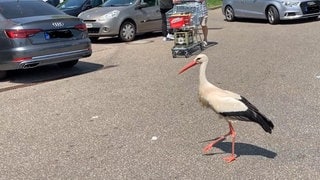 Storch Ali auf dem Parkplatz in Östringen