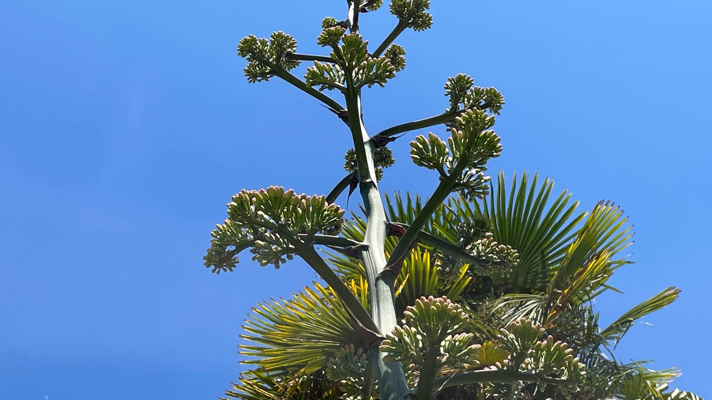 Das Wunder in Stutensee-Friedrichstal macht sich eine Agave neomexicana zur seltenen Blüte bereit.