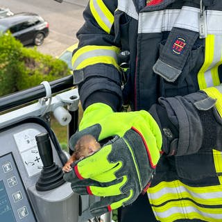 Ein Feuerwehrmann hält das Eichhörnchen-Baby vorsichtig in seinen Händen