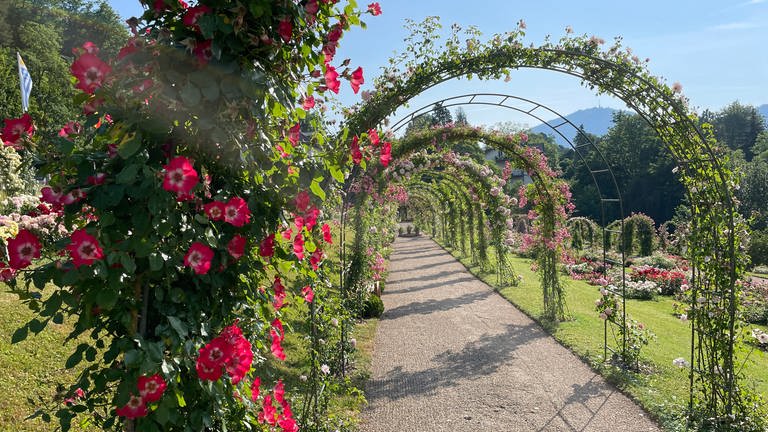 Blick durch Rosenbögen über einen Weg beim Rosenneuheitenwettbewerb auf dem Baden-Badener Beutig