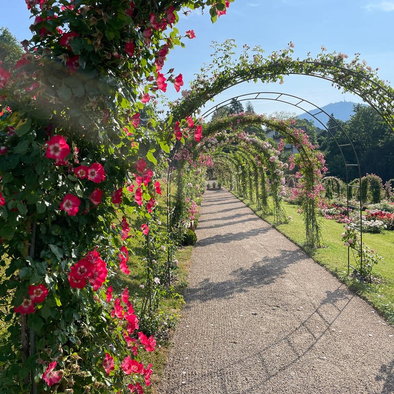 Blick durch Rosenbögen über einen Weg beim Rosenneuheitenwettbewerb auf dem Baden-Badener Beutig