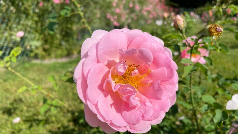 Rose beim Rosenneuheitenwettbewerb in Baden-Baden