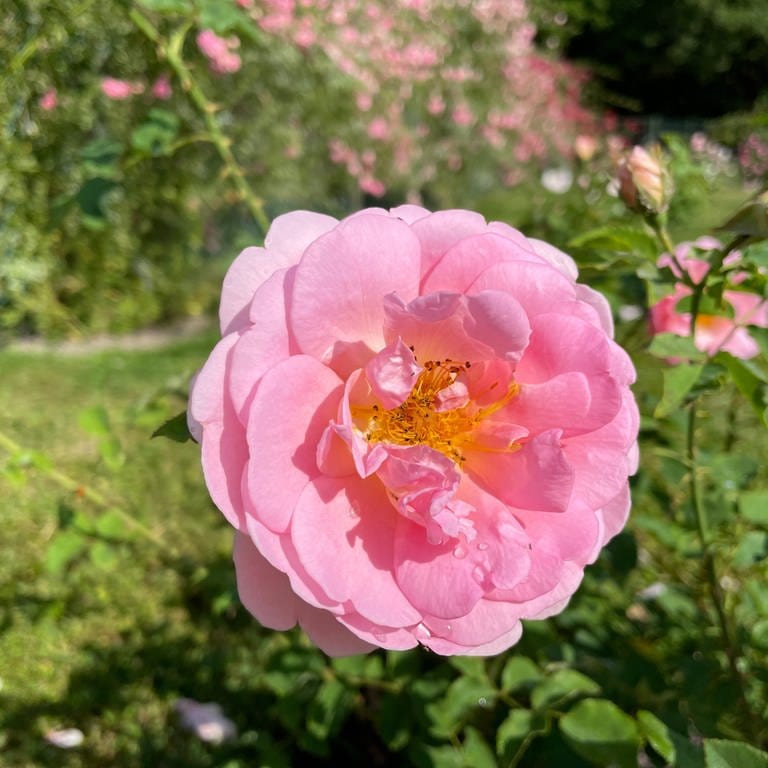 Rose beim Rosenneuheitenwettbewerb in Baden-Baden