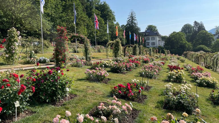 Blick auf die Rosen des Rosenneuheitenwettbewerbs auf dem Baden-Badener Beutig