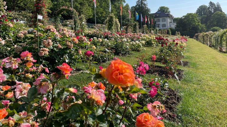 Bilck auf die Rosen beim Rosenneuheitenwettbewerb auf dem Baden-Badener Beutig