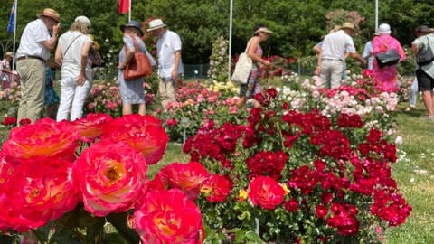 Internationale Fachjury bei der Bewertung der Rosen in Baden-Baden