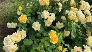 Spotlight - "Die Goldene Rose von Baden-Baden 2023". Eine Rose, die blassgelbe und leuchtendgelbe Blüten hat.