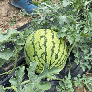 Melonen auf dem Weinberg in Steinbach bei Baden-Baden