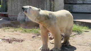Ein Eisbär in einem Zoo-Käfig hinter einer Glasscheibe