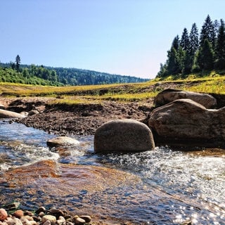 Flüsse wie der Schwarzenbach im Nordschwarzwald leiden unter Trockenstress