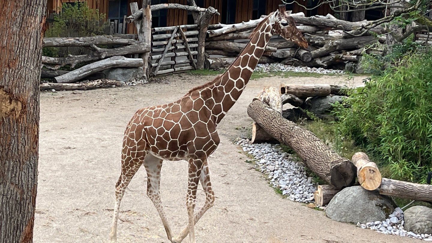 Giraffe in der neuen Afrika-Savanne im Zoo Karlsruhe