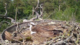Von einer Wildkamera fotografiert: Fischadler sitzen in ihrem Nest. Fischadler brüten wieder in Rastatt.