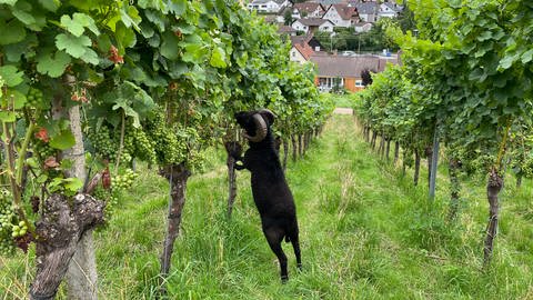 Schaf im Weinberg im Baden-Badener Rebland