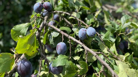 Ein 100 Jahre alter Zwetschgenbaum in der Nähe von Baden-Baden trägt wieder Früchte