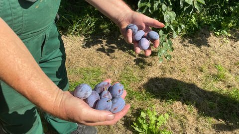 Obstbauer Walter Schmitt erntet in Bühl Zwetschgen