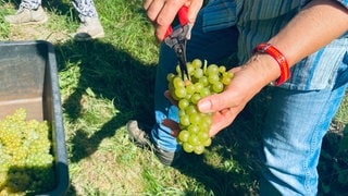 Familienbetrieb von Weingut Holger Dütsch in Baden-Baden-Neuweier