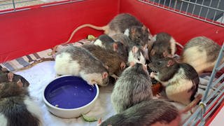 In Karlsruhe wurden am Montag rund 100 Ratten in einem WG-Zimmer gefunden. Das Veterinäramt brachte die Tiere ins Karlsruher Tierheim.