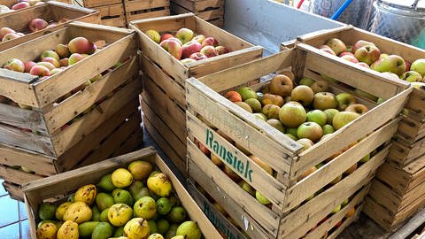 In der Mosterei der Apfelquetscher in Keltern-Ellmendingen im Enzkreis stapeln sich die Obstkisten