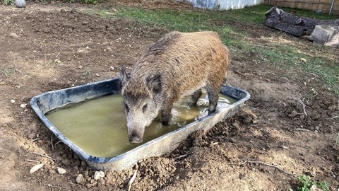 Wildschwein Schnitzel steht in seinem Wassertrog und fühlt sich wohl in seinem Garten in Birkenfeld im Enzkreis. 