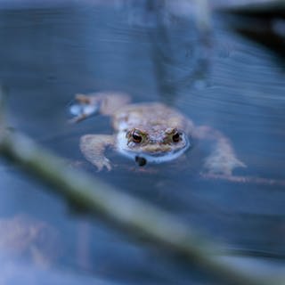 Die Erdkröte steht auf der "Roten Liste" der gefährdeten Amphibien in Baden-Württemberg; ein Schutzprojekt soll ihr unter anderem im Enzkreis helfen