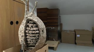 Harald Wiedemann entfernt Nester der Asiatischen Hornisse im Landkreis Karlsruhe und übergibt sie anschließend an das dortige Naturkundemuseum