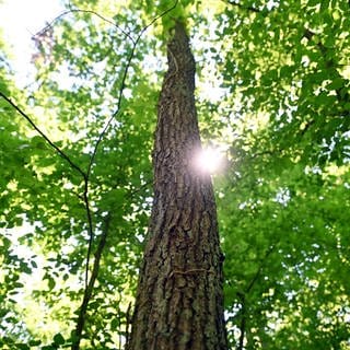 Wald bei Karlsruhe: Trotz mehr Regen haben sich die Wälder in Mittelbaden nicht erholt