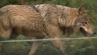 Wölfin Gaia im Alternativen Wolf- und Bärenpark Bad Rippoldsau-Schapbach