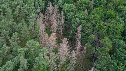 Im Nordschwarzwald ist der Borkenkäfer vor allem für Fichten ein Problem. Die Bäume werden besdoners häufig befallen.