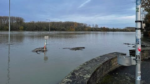 Hochwasser am Rhein beim Karlsruher Rheinhafen am Donnerstagmorgen