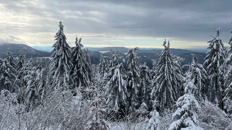 Schneebedeckter Nadelwald im Nordschwarzwald