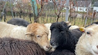 Die Schafe im Weinberg bei Baden-Baden haben an Silvester Angst vor dem Feuerwerk.