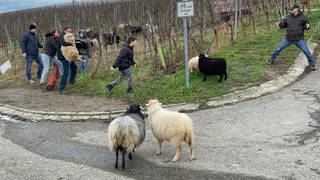 Auf einem Weinberg in Varnhalt bei Baden-Baden werden Schafe für die Silvesternacht in eine Garage zusammengetrieben