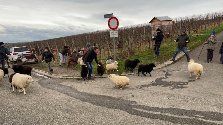 Auf einem Weinberg in Varnhalt bei Baden-Baden werden Schafe für die Silvesternacht in eine Garage zusammengetrieben. Freunde und Nachbarn von Familie Graf helfen mit.