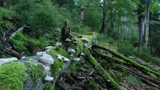 Nationalpark Schwarzwald wird zehn Jahre alt