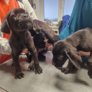 In einem Wald bei Gaggenau wurden drei Welpen gefunden. Wer die Hunde der Rasse Cane Corso dort ausgesetzt hat ist noch unklar.