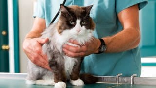 Symbolbild: Katze in einer Tierarztpraxis