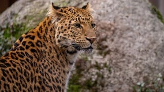 Chinaleopard im Karlsruher Zoo