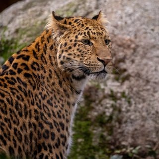 Chinaleopard im Karlsruher Zoo