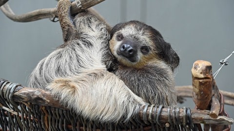 Faultier im Karlsruher Zoo