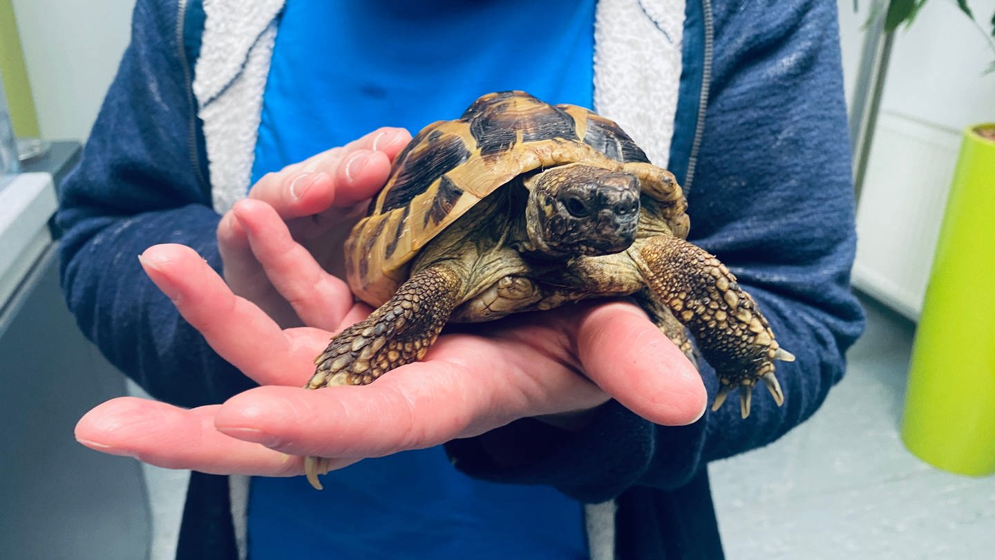 In einer Tierarztpraxis in Karlsruhe überwintern 193 Schildkröten in einem Kühlschrank.