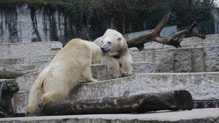 Im Zoo Karlsruhe sollen die Eisbären Nuka (li.) und Kap (re.) für Nachwuchs sorgen.