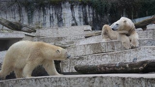 Vorsichtiges Abtasten zwischen Eisbärdame Nuka (li.) und Eisbär Kap. Die beiden leben seit ein paar Tagen im Karlsruher Zoo zusammen.