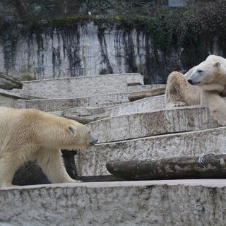 Vorsichtiges Abtasten zwischen Eisbärdame Nuka (li.) und Eisbär Kap. Die beiden leben seit ein paar Tagen im Karlsruher Zoo zusammen.