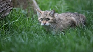 Die Wildkatze breitet sich in Baden-Württemberg wieder aus, in Sternenfels im Enzkreis gibt es ein Projekt, dass der Wildkatze bei der Verbreitung helfen soll.