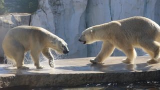 Eisbären sind in einem großen Käfig mit Wasserfall