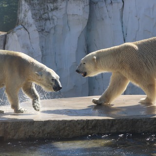 Eisbären sind in einem großen Käfig mit Wasserfall