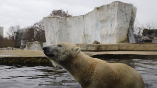 Eisbären sind in einem großen Käfig mit Wasserfall